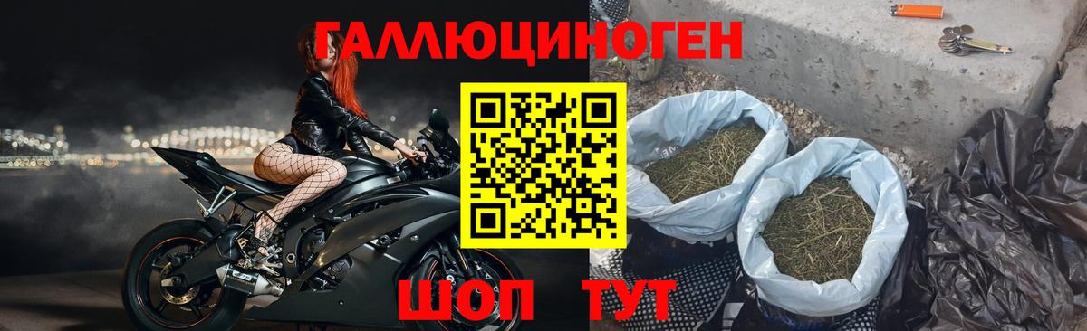 Пугачёв  Псилоцибиновые грибы Cubensis  Вход с VPN 